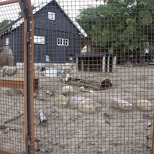 Aalborg Zoo - Children's Zoo (Minipigs)