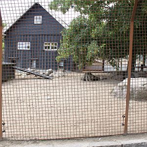 Aalborg Zoo - Children's Zoo (Minipigs)