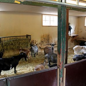 Aalborg Zoo - Children's Zoo (Farmyard)