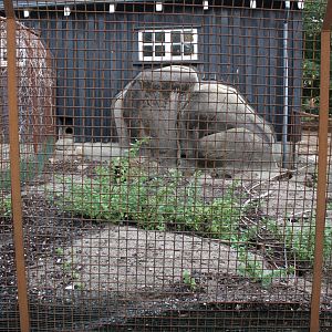 Aalborg Zoo - Children's Zoo (Rabbits)
