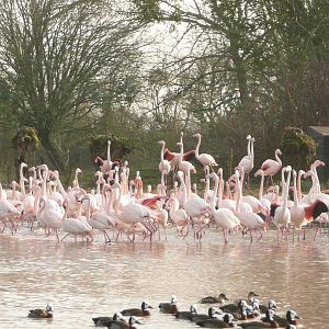 Greater flamingo displaying