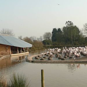 Flamingo viewing shelter