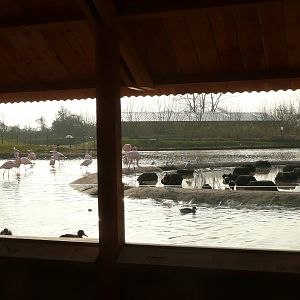 View from Flamingo Viewing shelter in African pen .