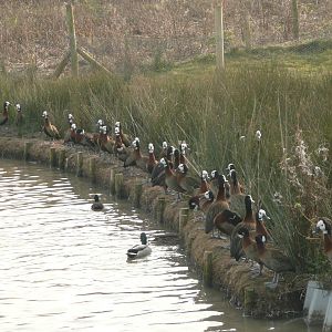 White-faced whistling ducks