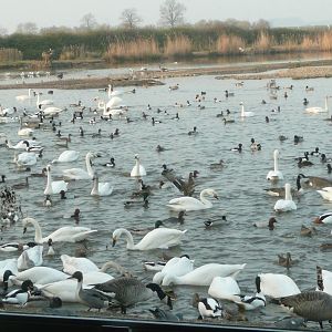 Late afternoon feed of wild waterfowl