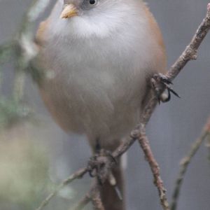 bearded tit ( female )