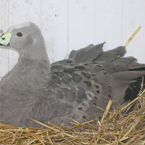 incubating cereopsis goose