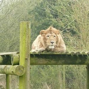 Young male Asiatic lion