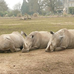 White rhinos in a huddle