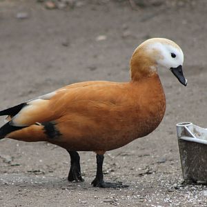 ruddy shelduck