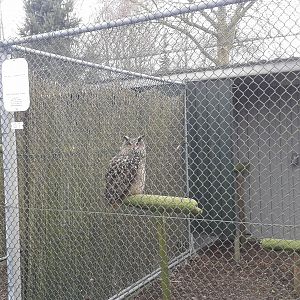 eagle owl aviary