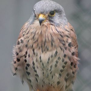 European kestrel