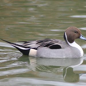 pintail male