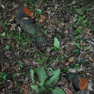 Sewerby Zoo, after Madge II