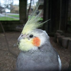 Sewerby Zoo, Cockatiel 8th March 2013