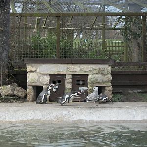 Sewerby Zoo, immature Herring Gull at Penguin feeding 10th March 2013