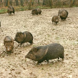 More Peccary quagmire 6th March 1999