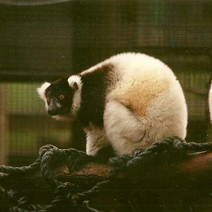 Hybrid Ruffed Lemur 6th March 1999