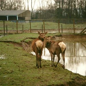 Wapiti paddock 6th March 1999