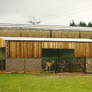 Guanaco area at rear of Sealion Centre 6th March 1999