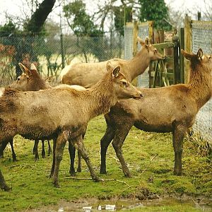Wapiti paddock perimeter 6th March 1999