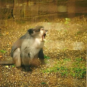 Mangabey aggression 6th March 1999