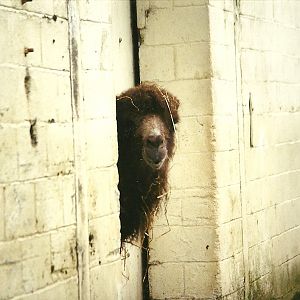 Bactrian Camel 6th March 1999
