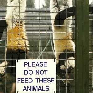 Hybrid Ruffed Lemurs 6th March 1999