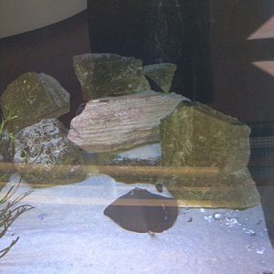 Bat ray in tank