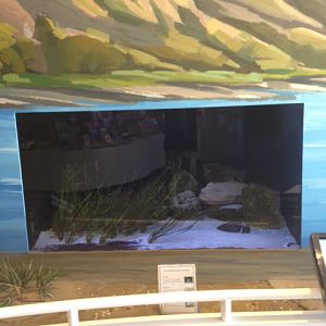 String ray, Sand star, and Striped mullet tank