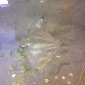 California bat ray