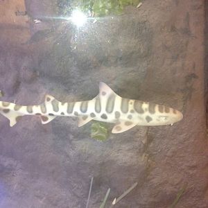 Leopard shark