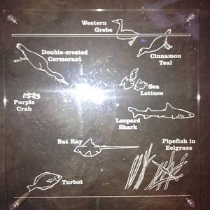 Guide to Bird life, plant life, and fish life in Bay