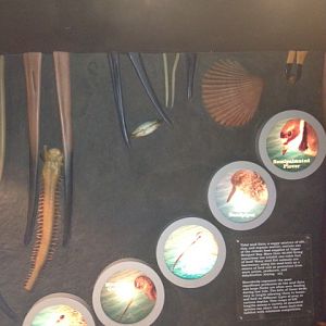 Guide to shore birds in the mudflats