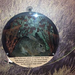 Desert cottontail rabbit in grass
