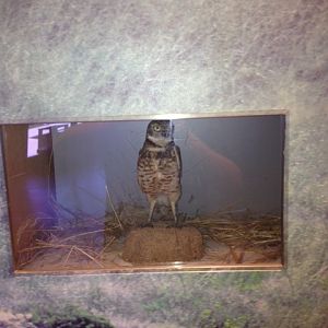 Burrowing owl taxidermy