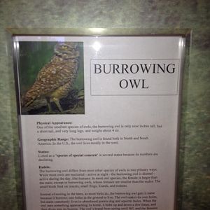 Burrowing owl sign