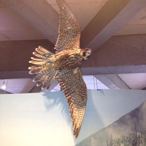 Peregrine falcon