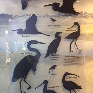 Guide to Birds in the Bay