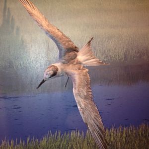 Not sure what species of bird this is