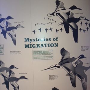 Mysteries of Migration