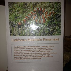 California mountain kingsnake sign