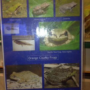 Guide to frogs of Orange County, CA, USA