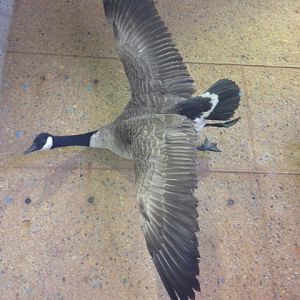 Canada goose
