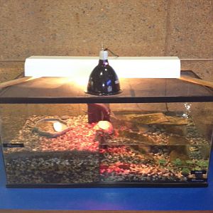 Red eared slider tank