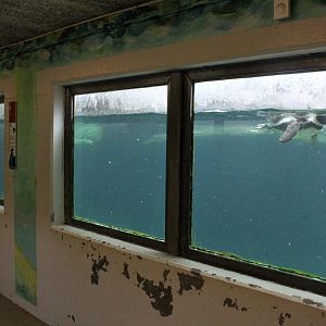 Aalborg Zoo - Penguin underwater viewing