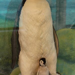 Aalborg Zoo - Emperor penguin