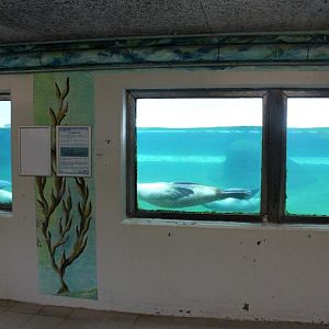 Aalborg Zoo - Sea lion underwater viewing