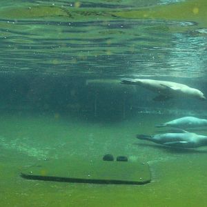 Aalborg Zoo - Sea lion underwater viewing