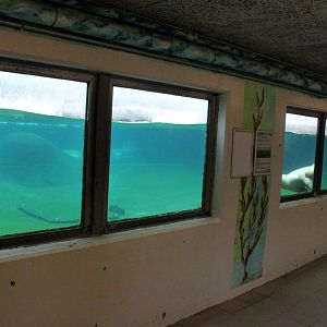 Aalborg Zoo - Sea lion underwater viewing